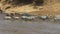 A zebra herd and wildebeest safely crosses the mara river in masai mara game reserve