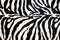 Zebra hide