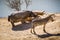 Zebra and hippopotamus, Biblical Zoo in Jerusalem