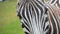 Zebra Hippotigris portrait in Safari Park summer sun day, 4K close up copy space