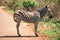 A zebra in the Hluhluwe - imfolozi National Park in South africa