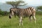 Zebra, Hluhluwe, South Africa