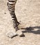 Zebra hooves