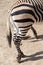 Zebra hooves