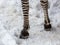 Zebra hooves on the snow