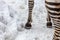 Zebra hooves on the snow