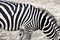 Zebra horse