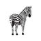 Zebra horse with black stripes standing cartoon vector illustration isolated.