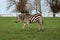 Zebra horse striped safari stripes fur camouflage mammal white black