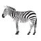 Zebra illustration