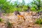 Zebra and Impala Antelope grazing in the drought stricken savanna area of central Kruger National Park