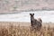 Zebra infront of a lake