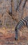 Zebra isolated in its natural habitat