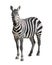 Zebra isolated on white