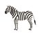 Zebra isolated on white background. Portrait of stunning wild herbivorous animal with stripy coat. Graceful exotic