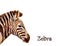 Zebra isolated on white background Vector watercolor. wildlife safari animals