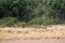 Zebra Jumping Over Lioness on Hunt