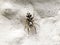 Zebra jumping spider Salticus scenicus