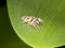 Zebra jumping spider Salticus scenicus on a leaf