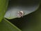 Zebra jumping spider Salticus scenicus on a leaf