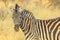Zebra in Kalahari Desert