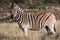 Zebra at Karoo National Park