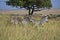 Zebra in Kenia