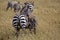 Zebra in Kenia