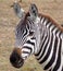 Zebra in Kenya\'s Masai Mara.