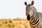 Zebra in Kenya\'s Tsavo Reserve