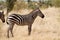 Zebra in Kenya\'s Tsavo Reserve