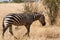 Zebra in Kenya\'s Tsavo Reserve
