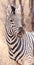 Zebra in the Khama Rhino Sanctuary, Botswana