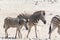 Zebra with kitten in Etosha National Park, Namibia