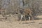 Zebra Kruger national Park