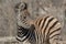 Zebra Kruger national Park