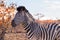 Zebra from Kruger National Park, equus quagga