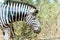 Zebra Kruger National Park, South Africa