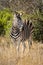 Zebra Kruger national Park, South Africa safari animals, wildlife photography