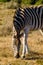 Zebra Kruger national Park, South Africa safari animals, wildlife photography