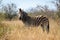 Zebra Kruger national Park, South Africa safari animals, wildlife photography