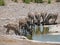 Zebra and kudu drinking side by side