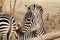 Zebra. Large horse Zebra in the Savannah, Kenya.