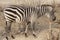 Zebra. Large horse Zebra in the Savannah, Kenya.