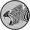 Zebra laughing