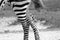 Zebra legs