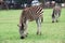 Zebra in Lion Park