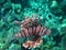 Zebra lionfish