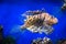 Zebra lionfish, Red lionfish, on a blue background. Marine life, exotic fish