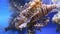 The Zebra lionfish swims against the blue water of algae. Marine life